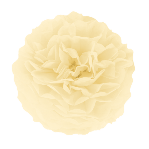 Pompon bibułowy kremowy 25 cm